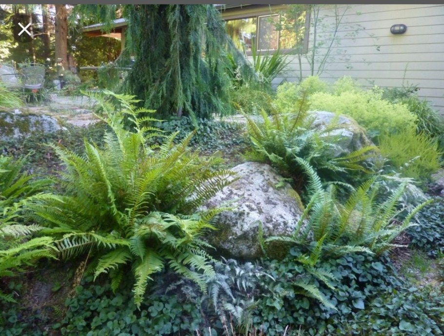 Папоротник страусник кочедыжник