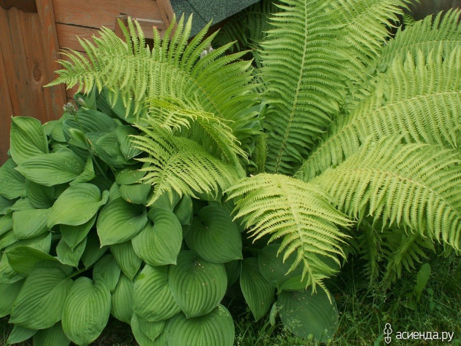 Хоста и страусник