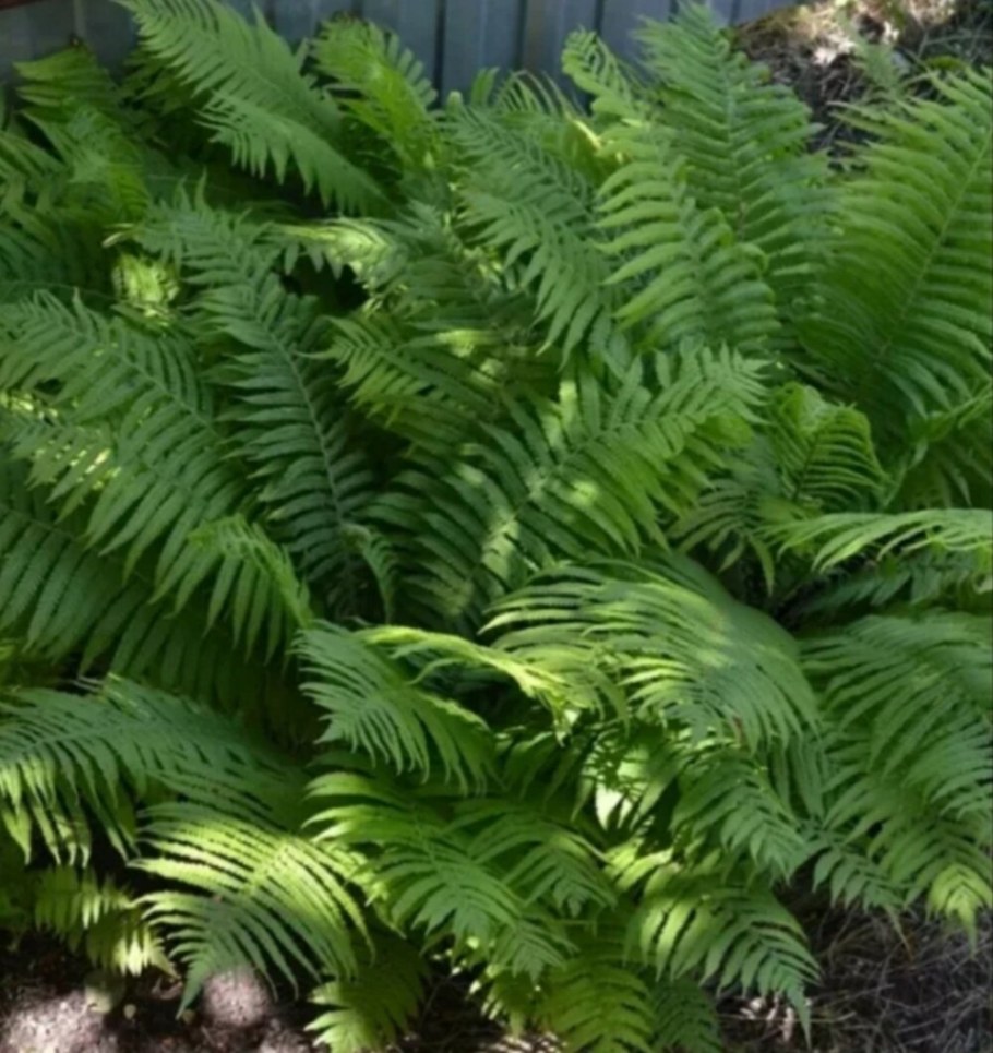 Папоротники адиантум страусник
