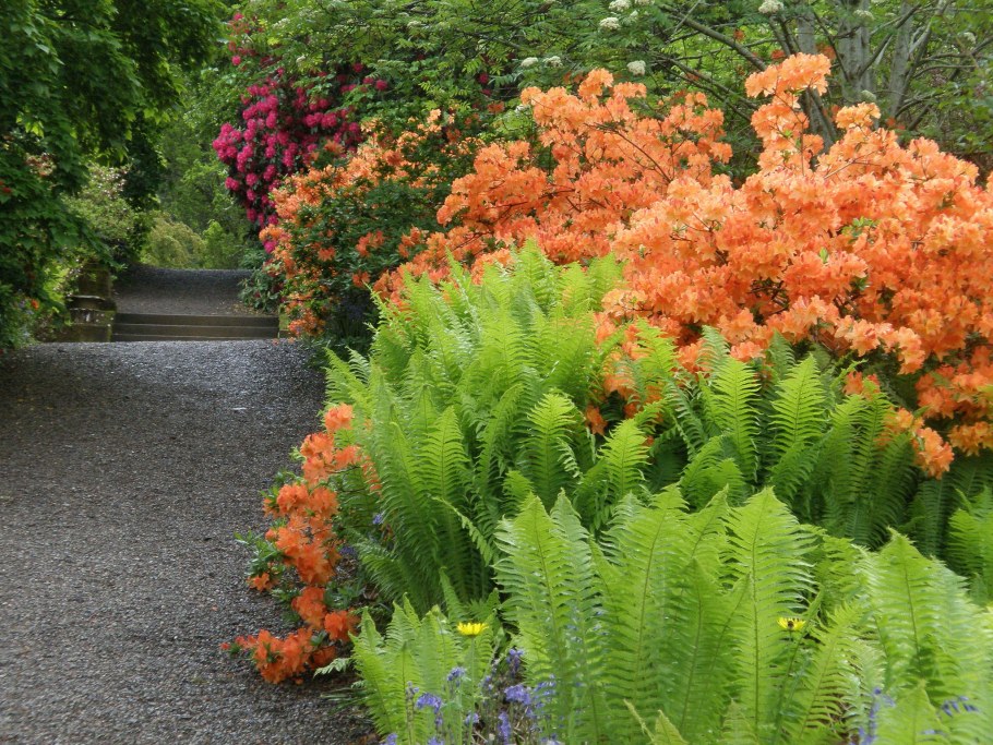 Папоротник страусник на клумбе