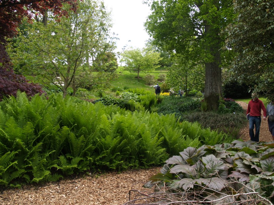 Папоротник страусник в ландшафтном