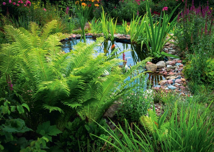 Папоротники в ландшафтном