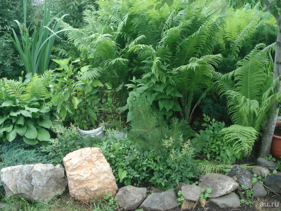 Папоротник страусник кочедыжник