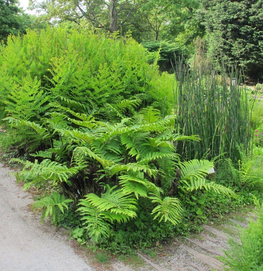 Папоротники в ландшафтном