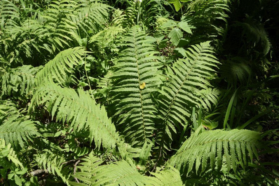 Страусник обыкновенный (лат. Matteuccia struthiopteris)