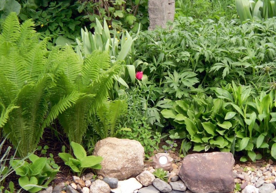 Папоротник страусник на клумбе