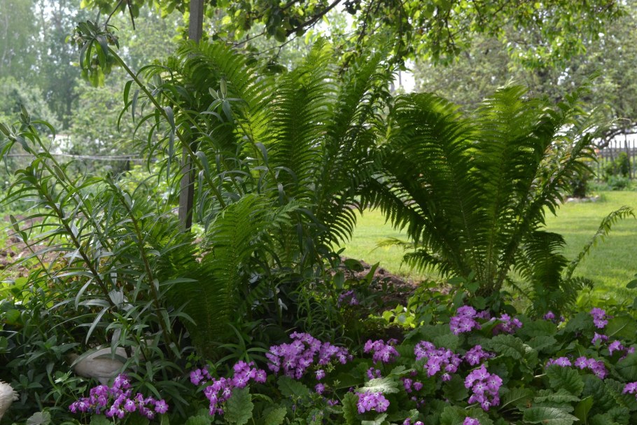 Папоротник страусник тень