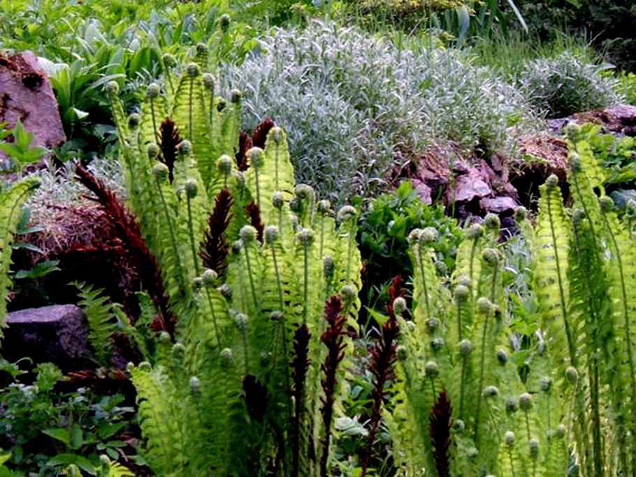 Папоротник страусник на клумбе