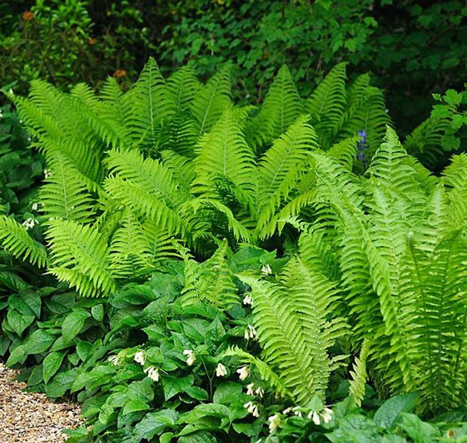 Страусник обыкновенный (Matteuccia struthiopteris)
