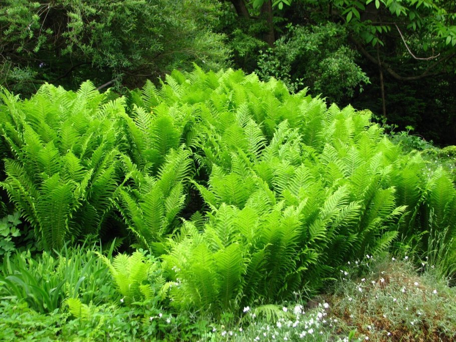 Папоротник страусник посадка