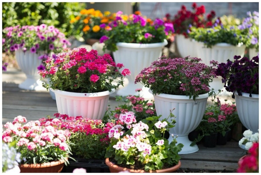 Петуния риманжетта