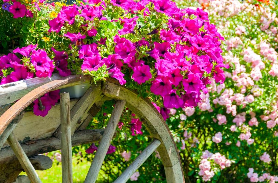 Петуния Королевская клумба