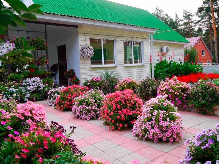 Петуния в палисаднике