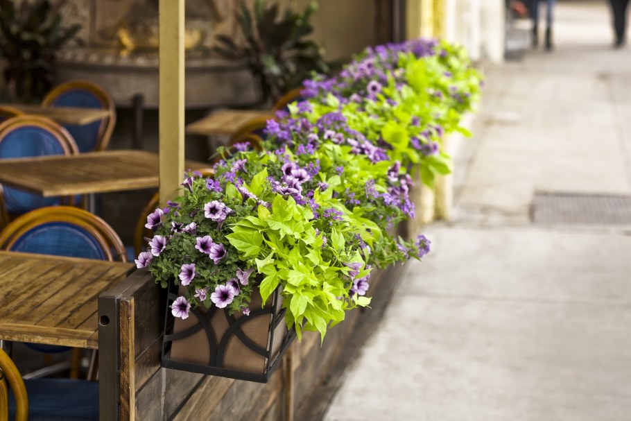 Ипомея батат Sweet Caroline Light Green