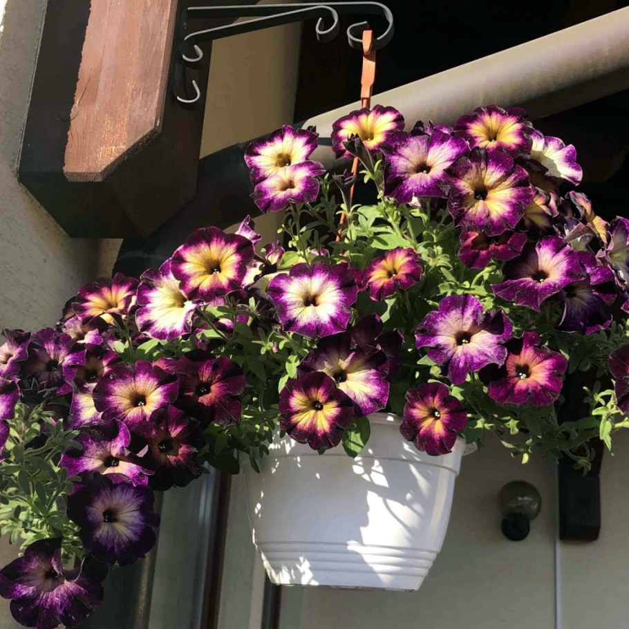 Петуния Синдерелла