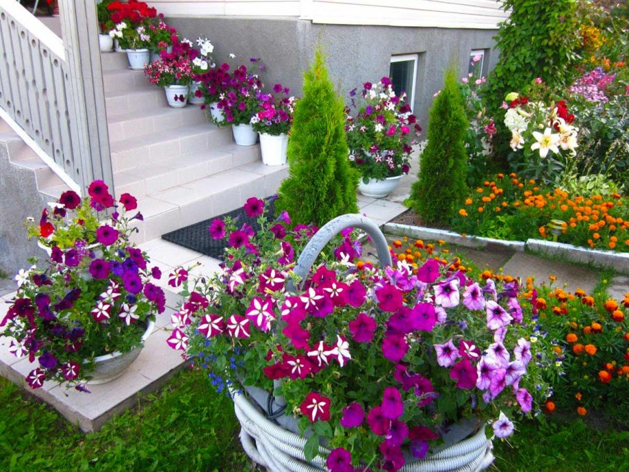 Петуния Королевская клумба