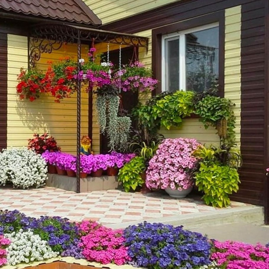 Гортензия патио