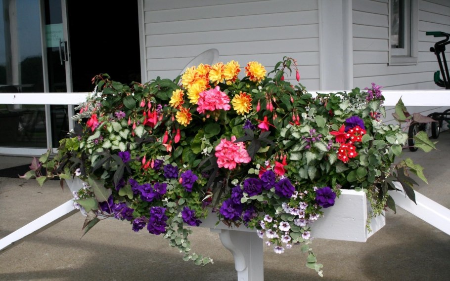 Колеус пеларгония лобелия