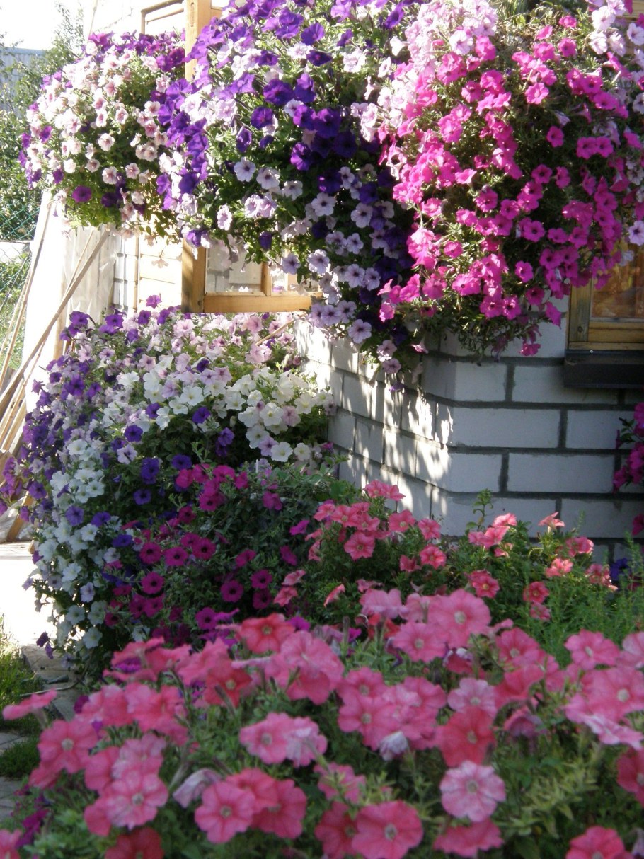 Вуаль петуния ампельная