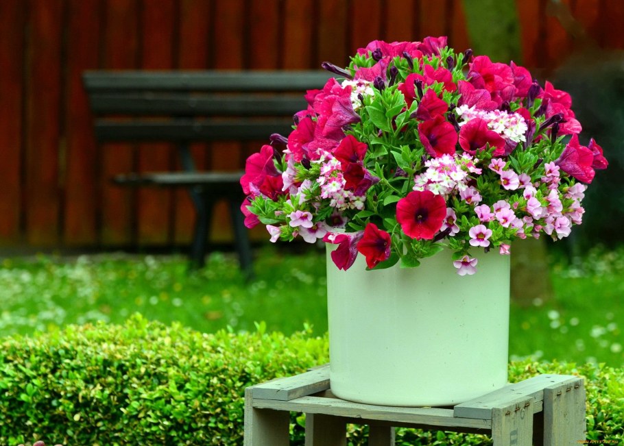 Петуния ампельная микс