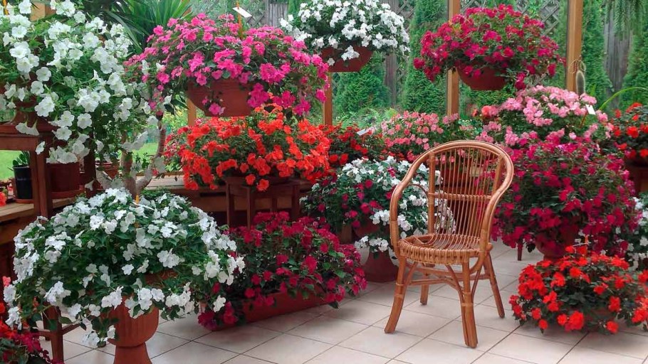 Пеларгония ампельная в кашпо