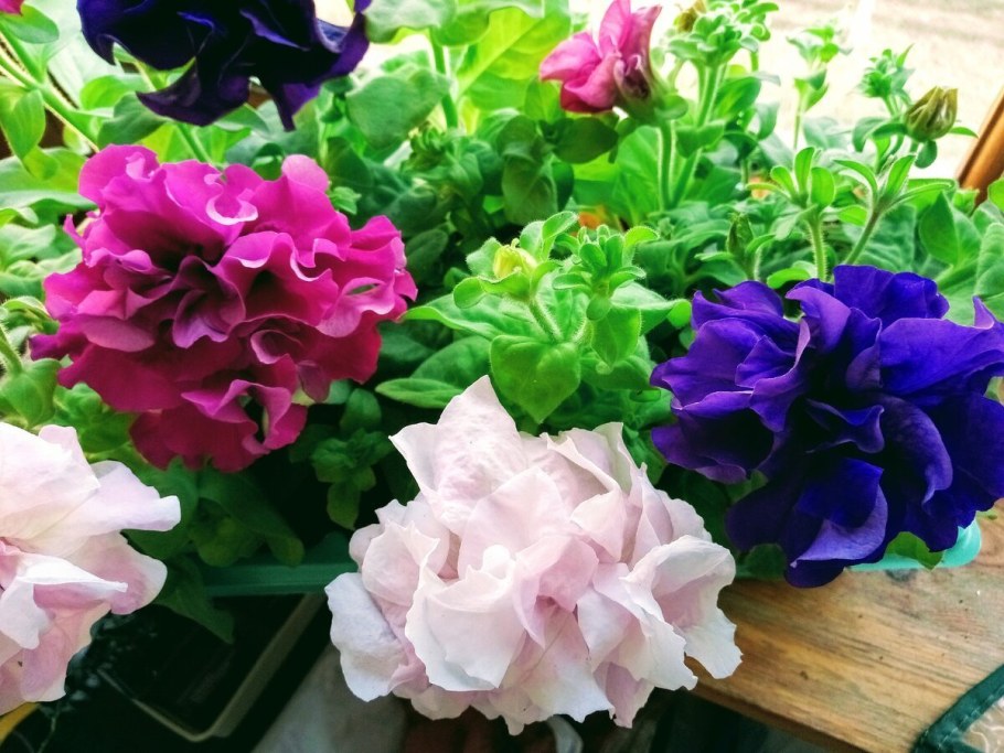 Петуния махровая Каскад