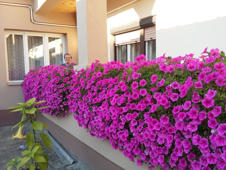 Вербена калибрахоа