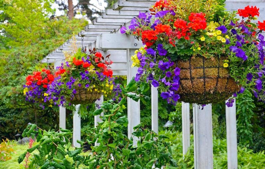 Петуния ампельная вертикальное Озеленение