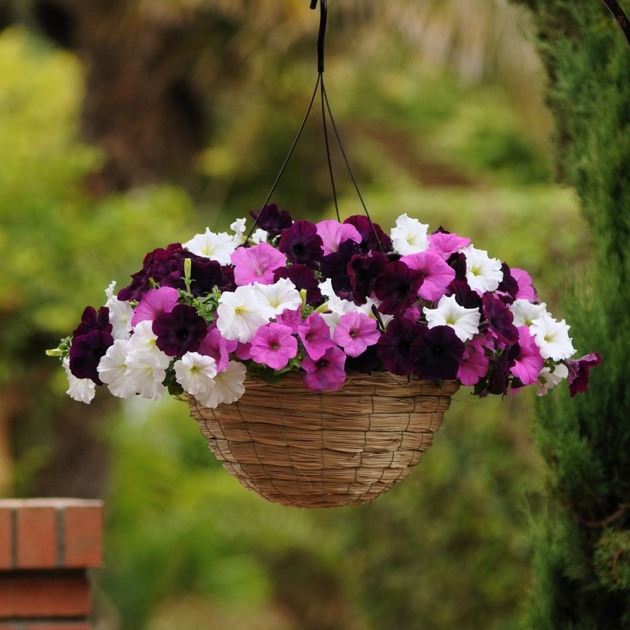 Петуния ампельная