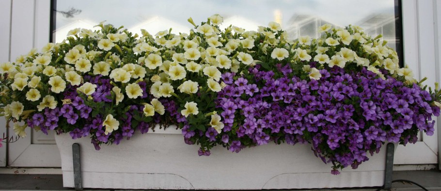 Сурфиния калибрахоа