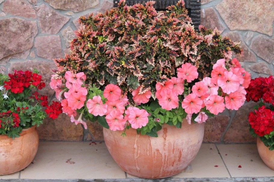 Петуния вечноцветущая