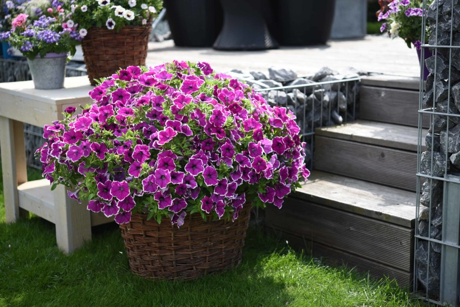 Петуния маджента Хало