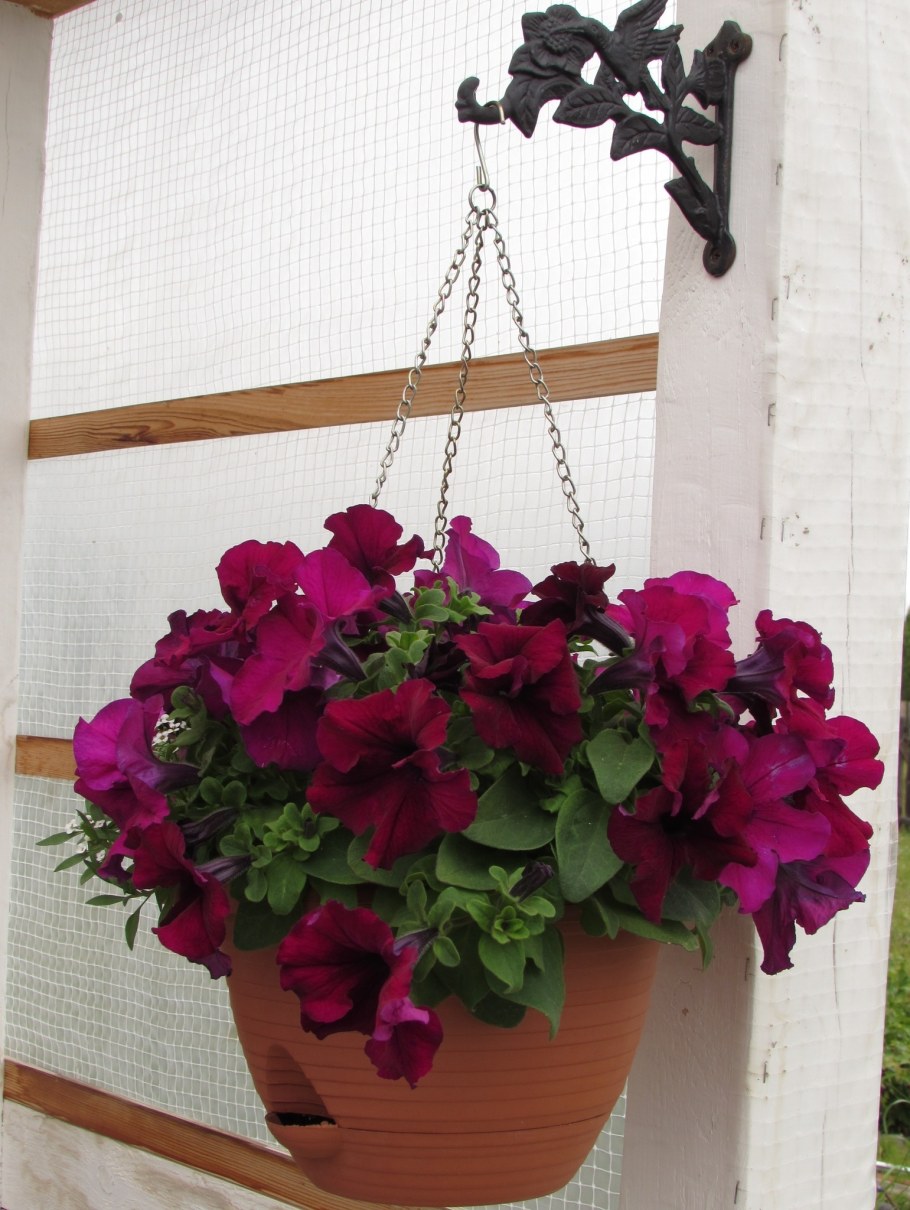 Петуния ампельная