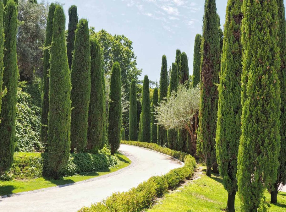 Кипарис Пирамидалис