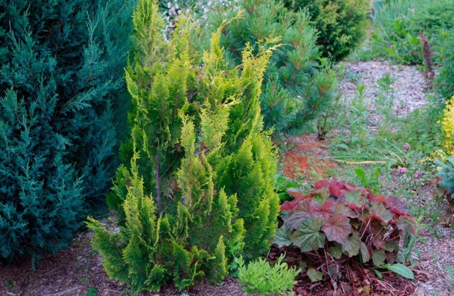 Кипарисовик Лавсона Ивонне