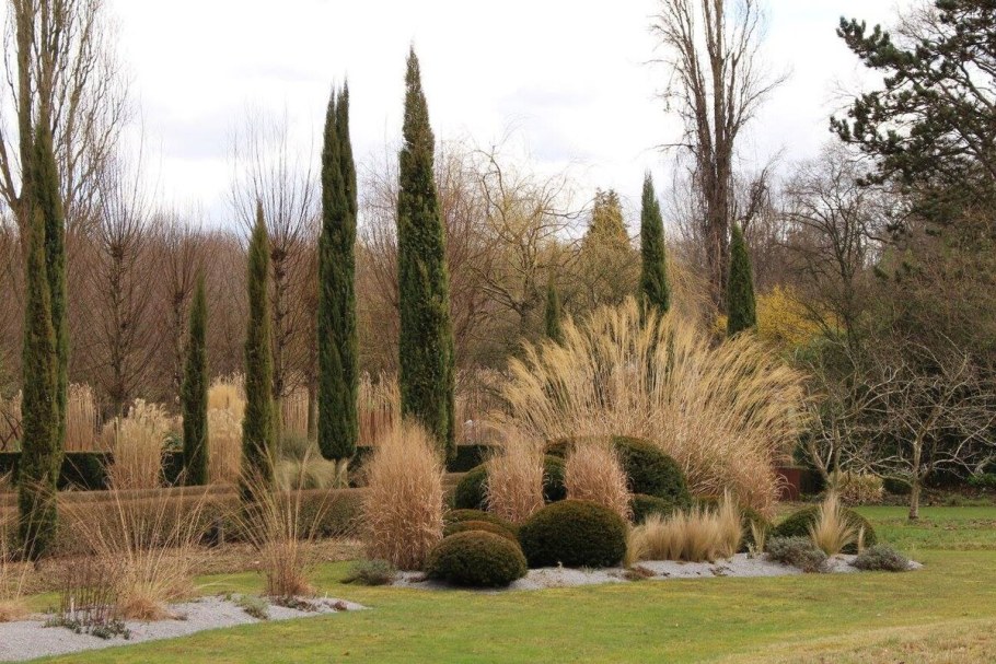 Вейник Карл Форстер в ландшафте