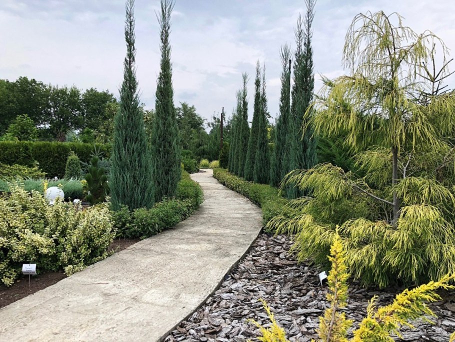 Можжевельник Блю Эрроу