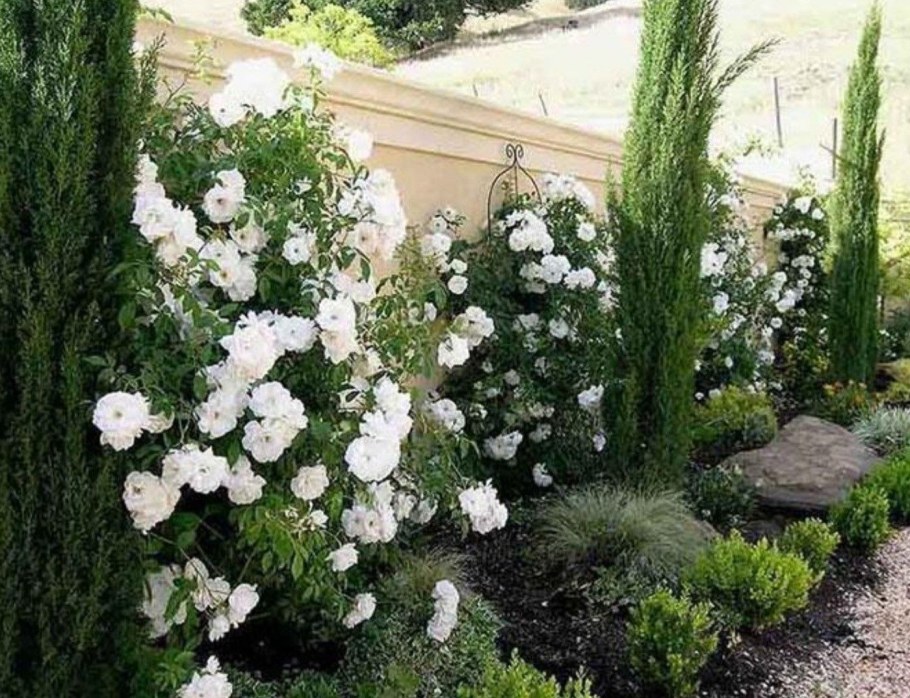 Плетистая роза с туей