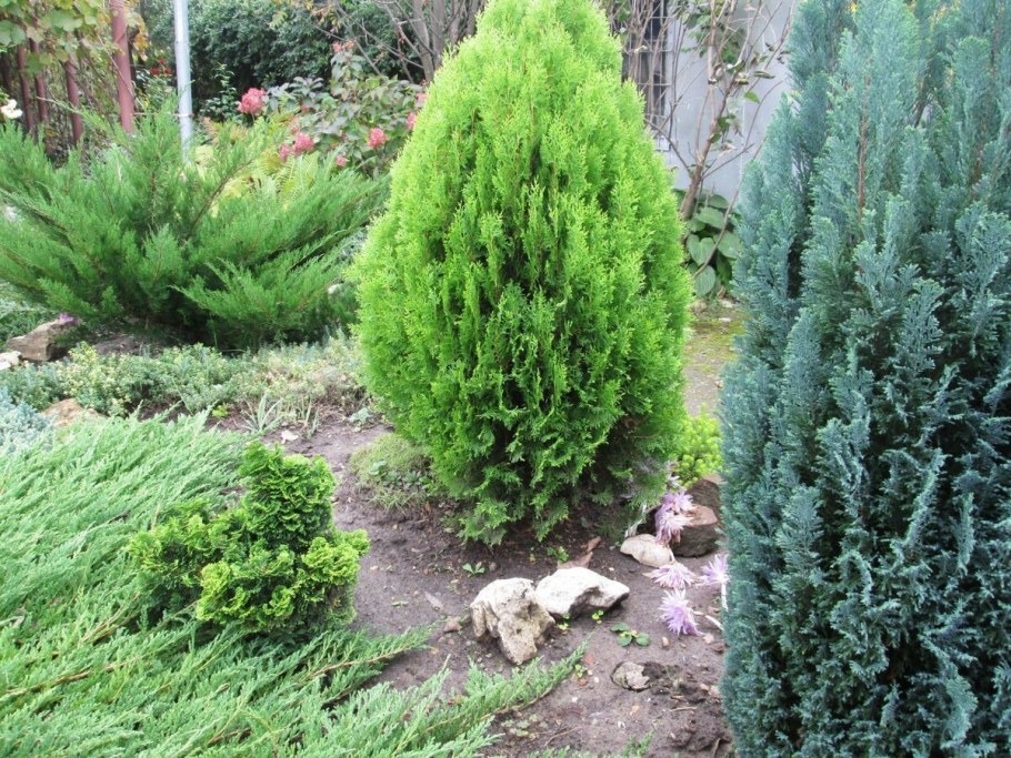 Кипарисовик Лавсона Эмпайр