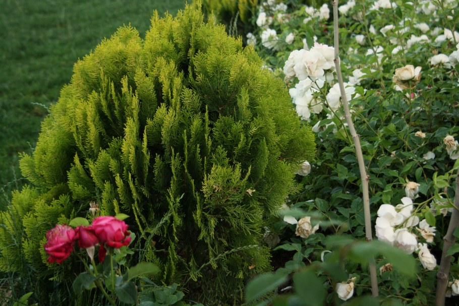 Туя Западная Альба (Alba)