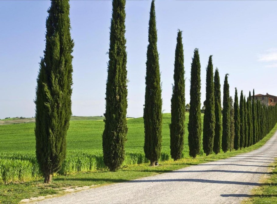 Кипарис вечнозеленый Италия