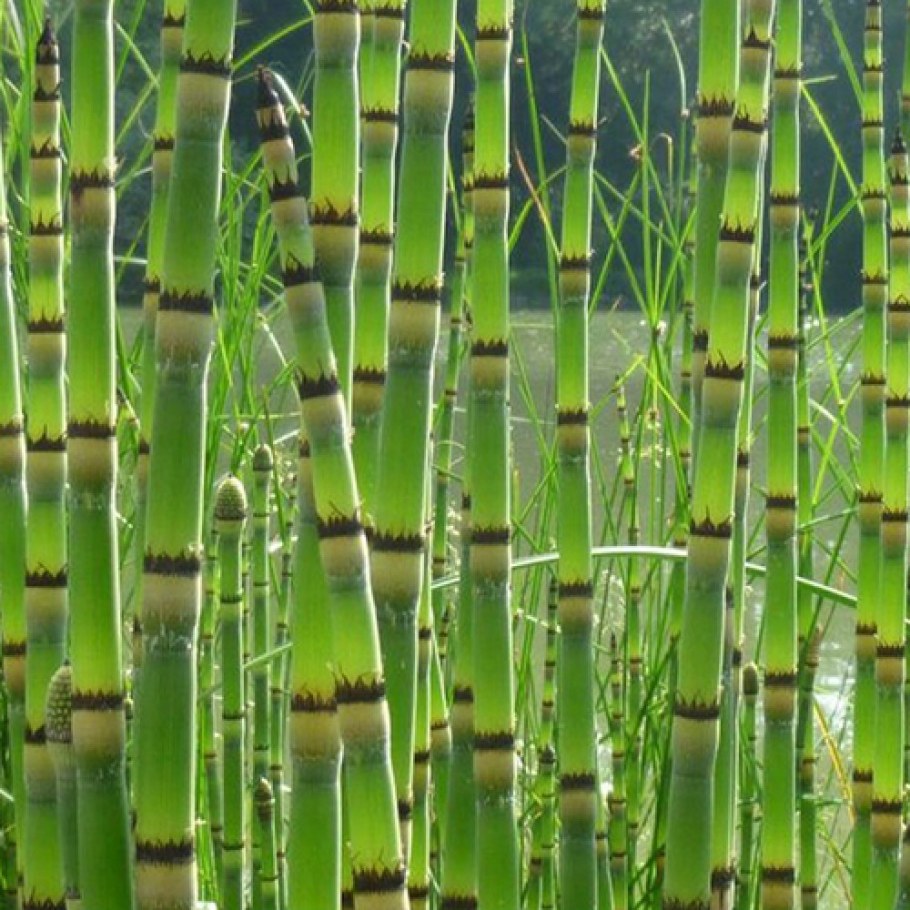 Хвощ камышковый