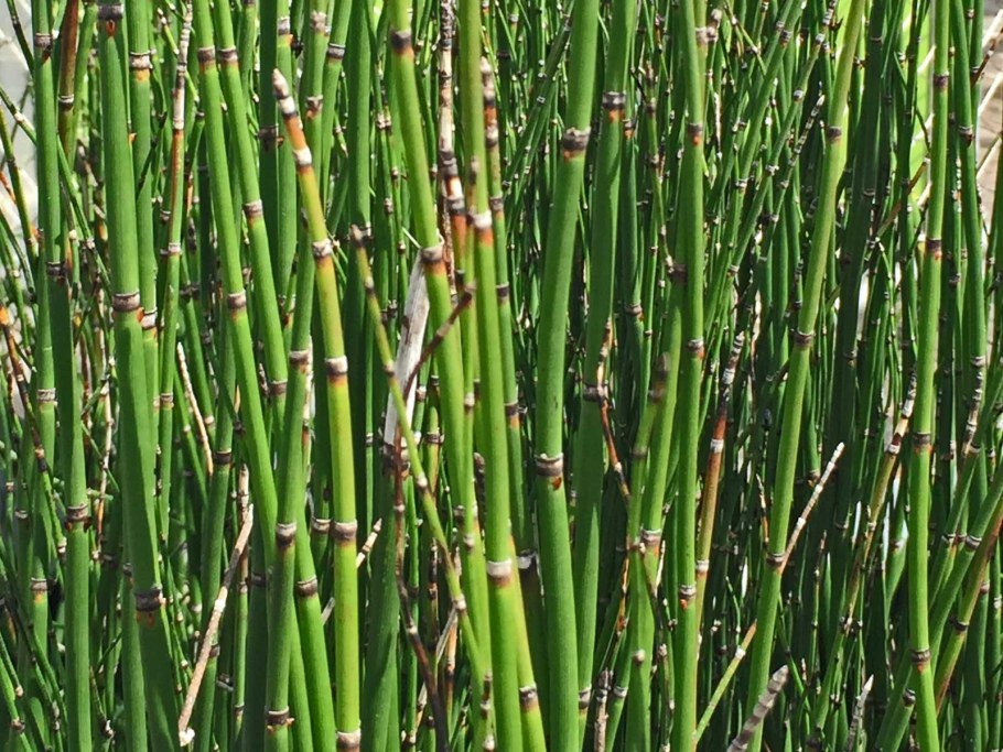 Хвощ зимующий