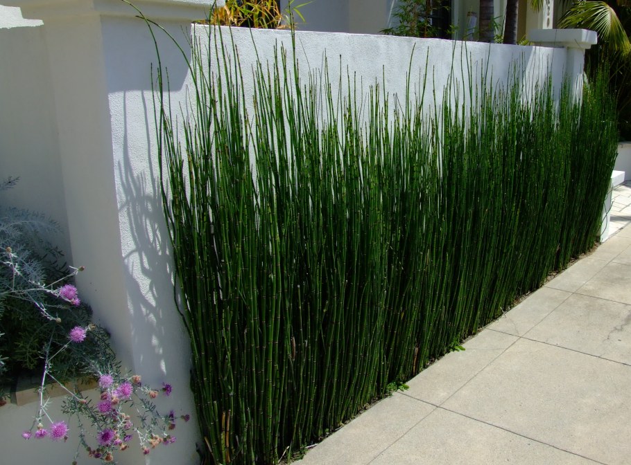 Хвощ зимующий в ландшафтном