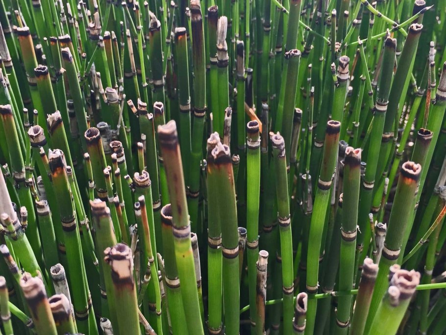 Хвощ зимующий(Equisetum hyemale)-4