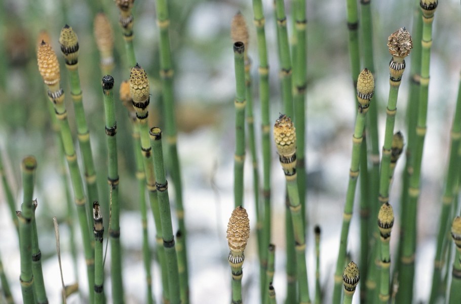 Хвощ зимующий