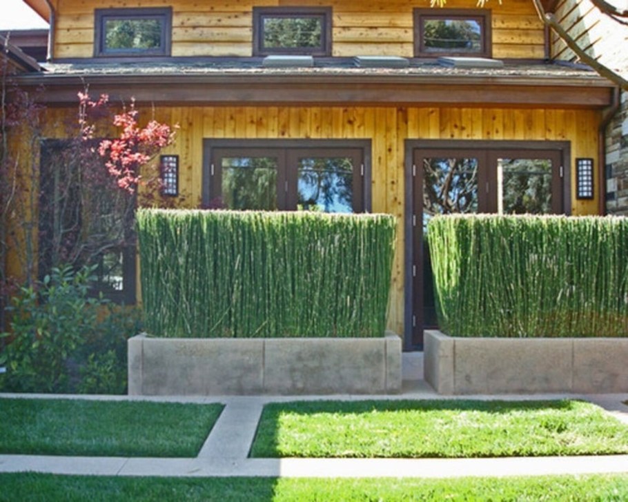 Бамбук в ландшафтном дизайне