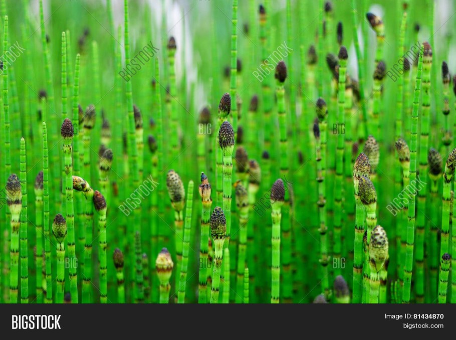 Хвощ тростниковый бамбук