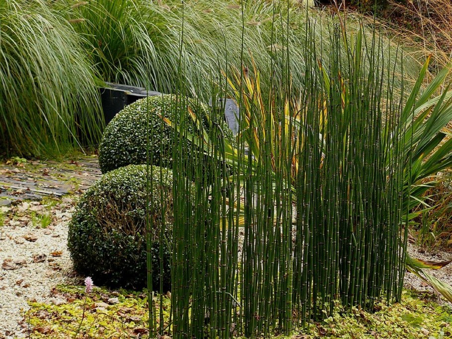 Хвощ зимующий(Equisetum hyemale l.)