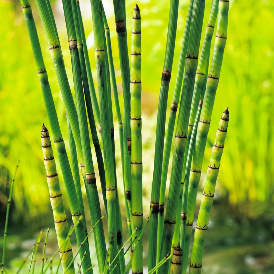 Хвощ японский/Equisetum japonicum